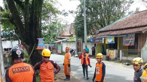 Dua Pohon Trembesi Berukuran Besar Ditebang, Antisipasi Pohon Tumbang ...