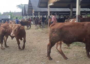 Menjelang Idul Adha Kembali Ada Isyu PMK,  Kep. UPTD : Jangan Takut Beli Hewan Kurban Di PSH Manonjaya