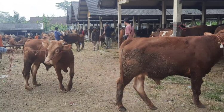 Menjelang Idul Adha Kembali Ada Isyu PMK,  Kep. UPTD : Jangan Takut Beli Hewan Kurban Di PSH Manonjaya