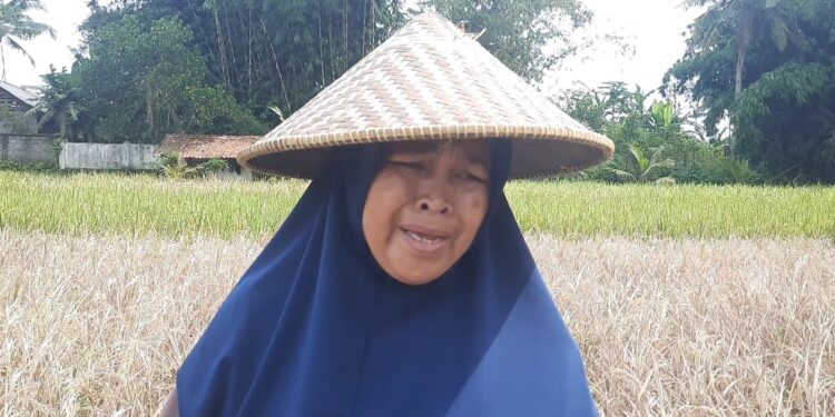 Petani Padi Berurai Air Mata, Total Gagal Panen Karena Terserang Hama.