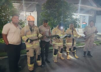 Damkar Kota Tasikmalaya Evakuasi Ular Piton 4 Meter di Perumahan Andalusia