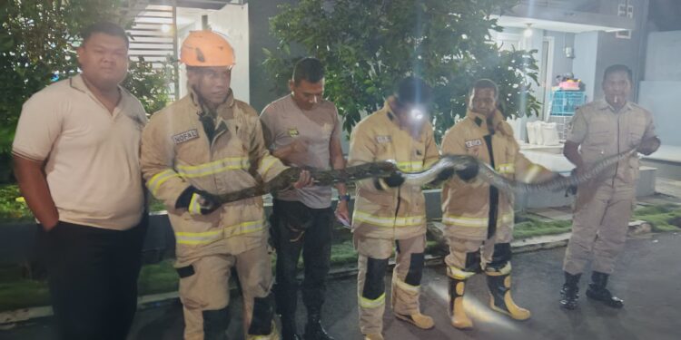 Damkar Kota Tasikmalaya Evakuasi Ular Piton 4 Meter di Perumahan Andalusia