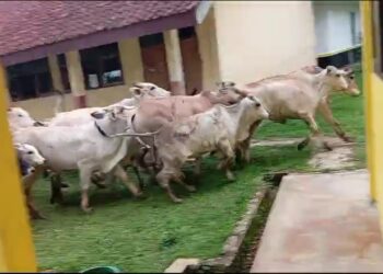 SD Ciangir di Tasikmalaya Memprihatinkan, Terdampak Bau Menyengat dan Gangguan dari Kawanan Sapi TPA