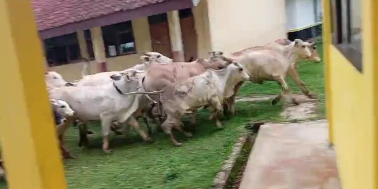 SD Ciangir di Tasikmalaya Memprihatinkan, Terdampak Bau Menyengat dan Gangguan dari Kawanan Sapi TPA