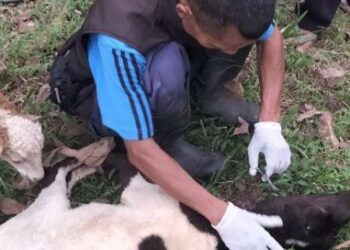 Puluhan Domba Warga di Tasikmalaya Mati Misterius, Diduga Diserang Anjing Liar