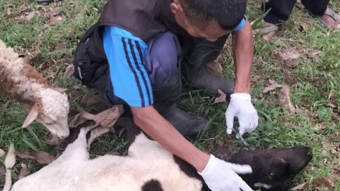 Puluhan Domba Warga di Tasikmalaya Mati Misterius, Diduga Diserang Anjing Liar