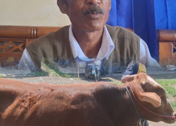 Aktivitas Pasar Hewan  Manonjaya 3 Pekan Menjelang Idul Adha Belum Ada Lonjakan, KA UPTD : Banyak Bandar Sapi Buka Lapak Sendiri