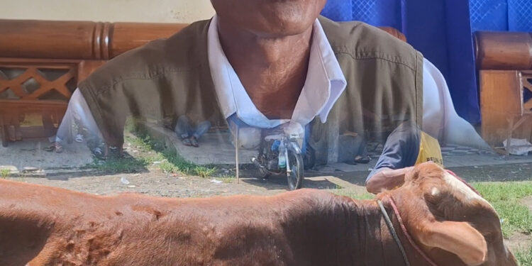 Aktivitas Pasar Hewan  Manonjaya 3 Pekan Menjelang Idul Adha Belum Ada Lonjakan, KA UPTD : Banyak Bandar Sapi Buka Lapak Sendiri