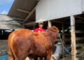 20 Hari Menjelang Idul Adha,Peminat Hewan Kurban Sudah Mulai Pilih-pilih