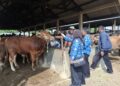 Nasib Situasi Pasar Hewan Tasikmalaya Sepekan Menjelang Idul Adha